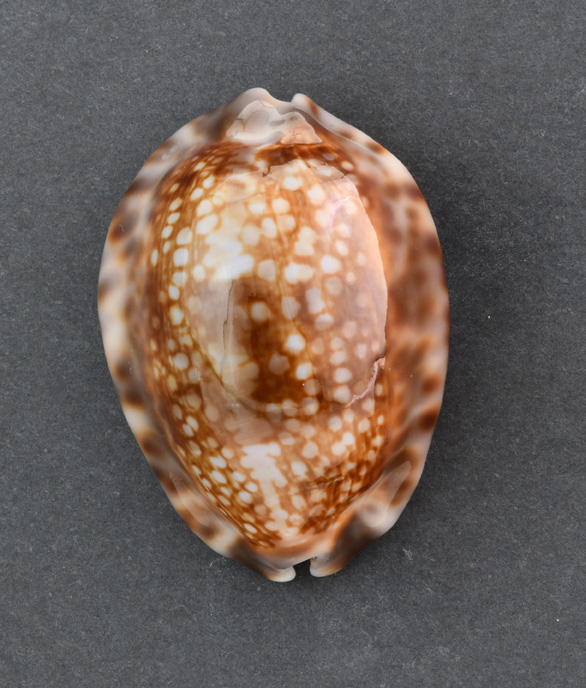 Le Cipree del Museo di Pordenone