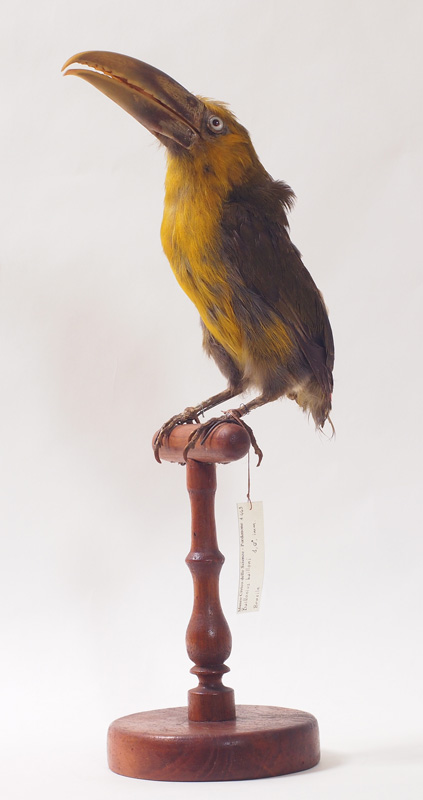 Collezione ornitologica del conte Oddo Arrigoni degli Oddi