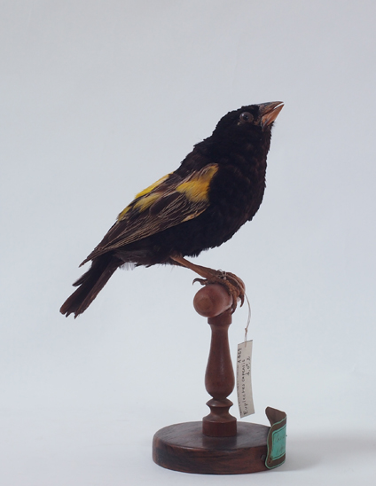 Collezione ornitologica del conte Oddo Arrigoni degli Oddi