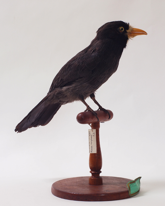 Collezione ornitologica del conte Oddo Arrigoni degli Oddi