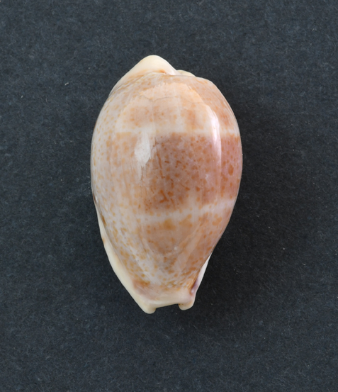 Le Cipree del Museo di Pordenone