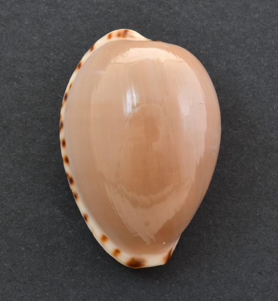 Le Cipree del Museo di Pordenone