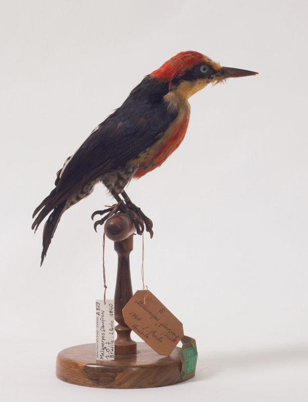 Collezione ornitologica del conte Oddo Arrigoni degli Oddi