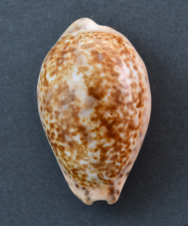 Le Cipree del Museo di Pordenone