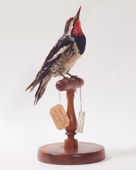 Collezione ornitologica del conte Oddo Arrigoni degli Oddi