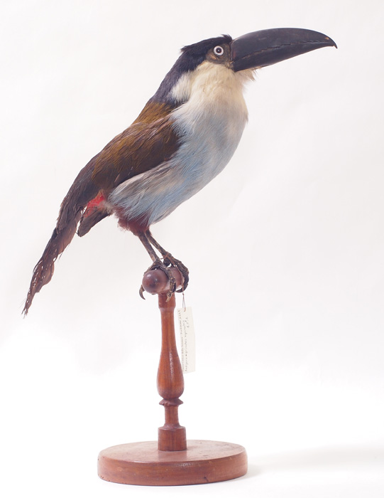 Collezione ornitologica del conte Oddo Arrigoni degli Oddi