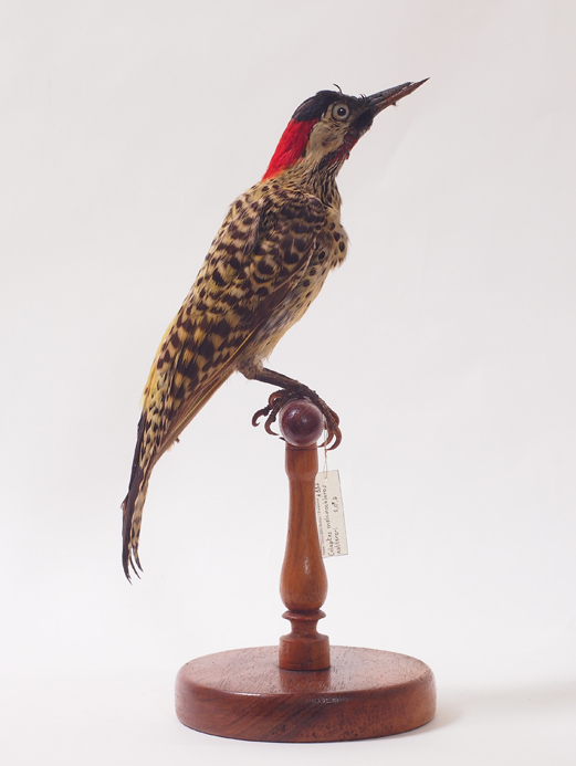 Collezione ornitologica del conte Oddo Arrigoni degli Oddi