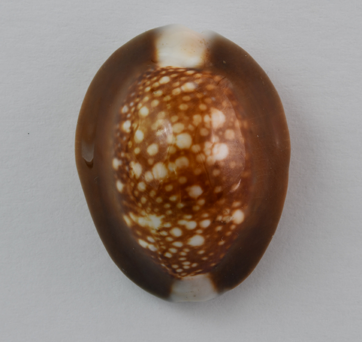 Le Cipree del Museo di Pordenone