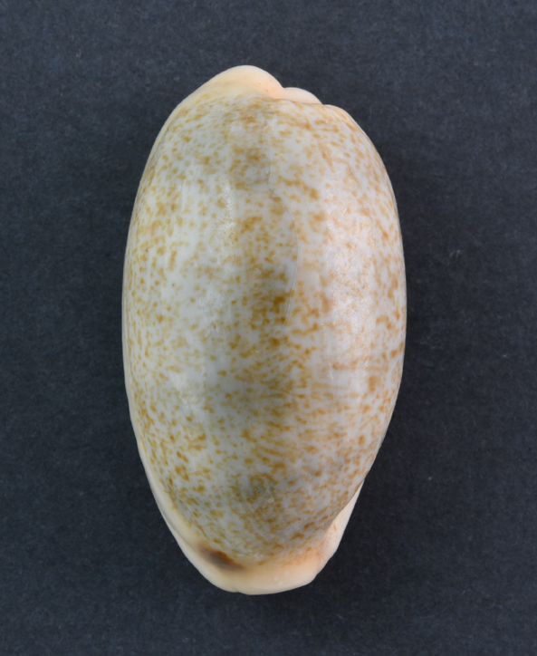 Le Cipree del Museo di Pordenone