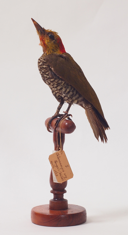 Collezione ornitologica del conte Oddo Arrigoni degli Oddi