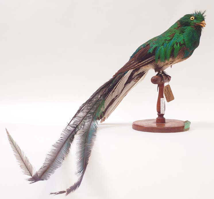 Collezione ornitologica del conte Oddo Arrigoni degli Oddi
