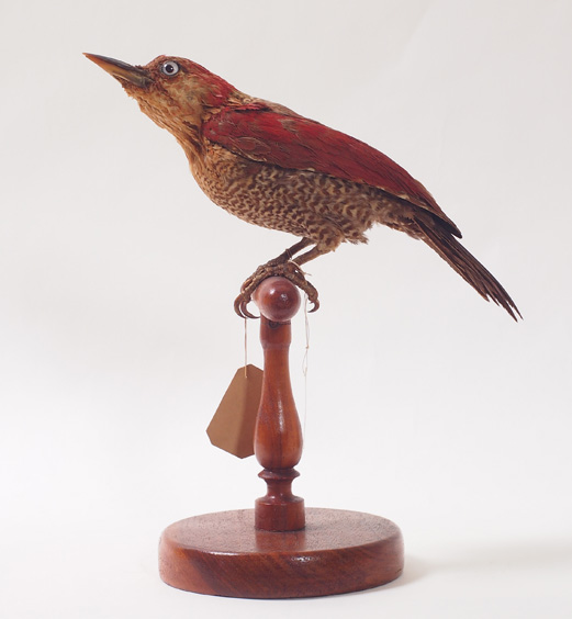 Collezione ornitologica del conte Oddo Arrigoni degli Oddi