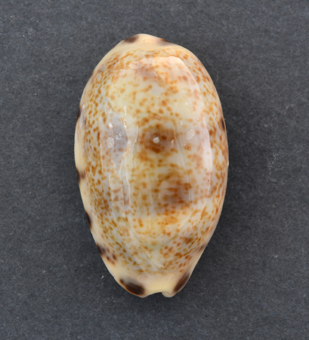 Le Cipree del Museo di Pordenone