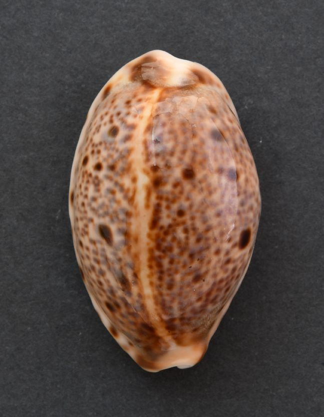 Le Cipree del Museo di Pordenone