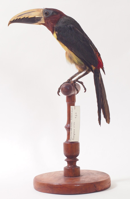 Collezione ornitologica del conte Oddo Arrigoni degli Oddi