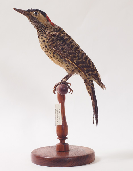 Collezione ornitologica del conte Oddo Arrigoni degli Oddi