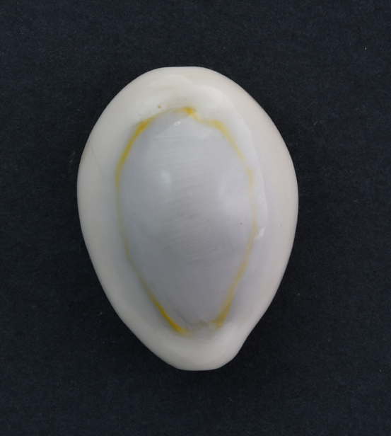 Le Cipree del Museo di Pordenone