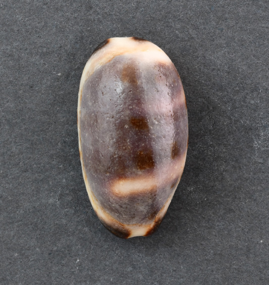 Le Cipree del Museo di Pordenone