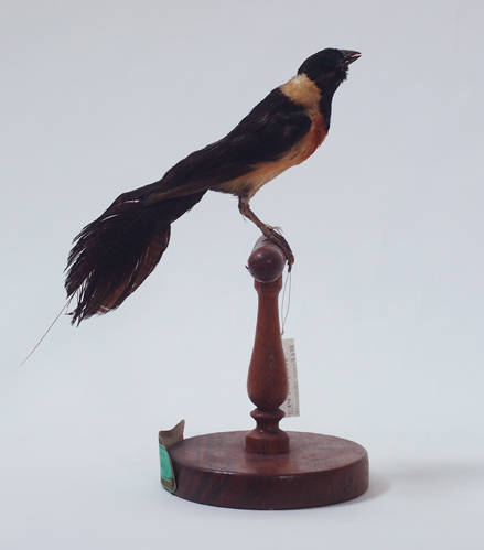 Collezione ornitologica del conte Oddo Arrigoni degli Oddi
