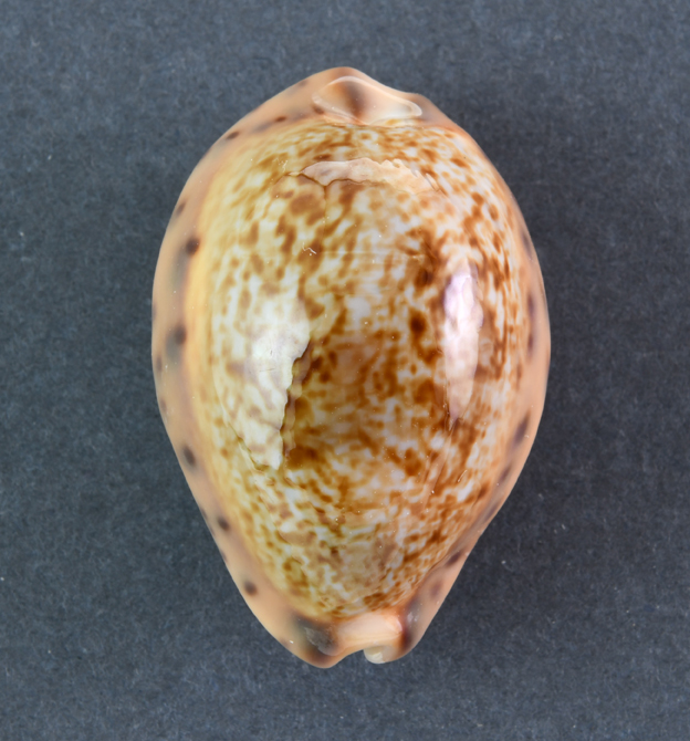 Le Cipree del Museo di Pordenone