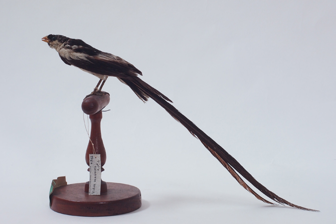Collezione ornitologica del conte Oddo Arrigoni degli Oddi