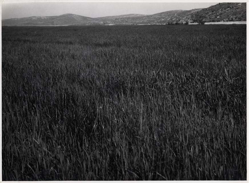 Panorama sull'area del Lisert bonificato