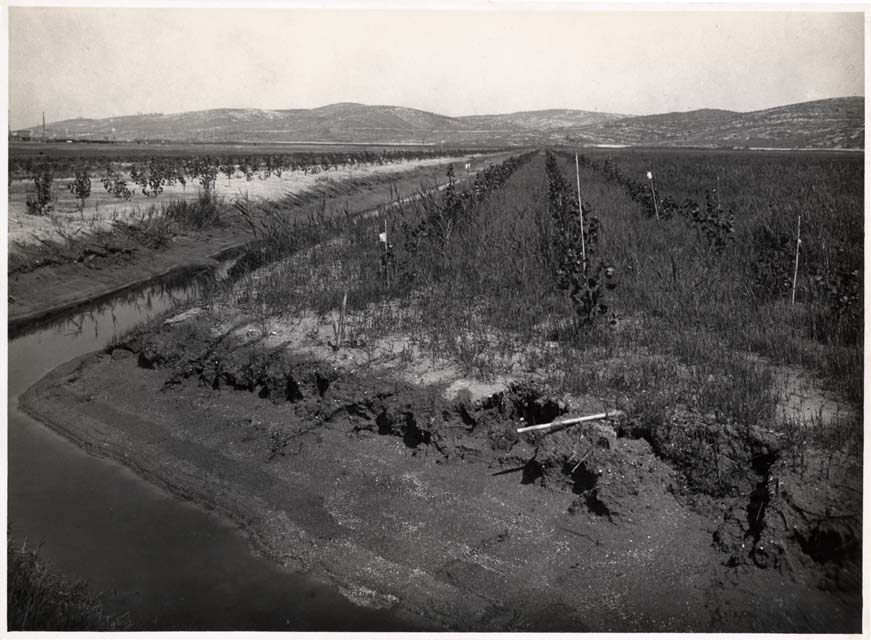 Panorama sui terreni coltivati nel Lisert bonificato
