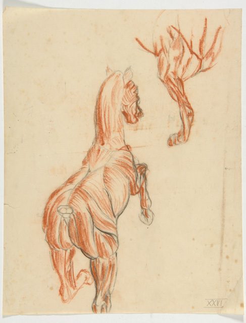 animale: cavallo