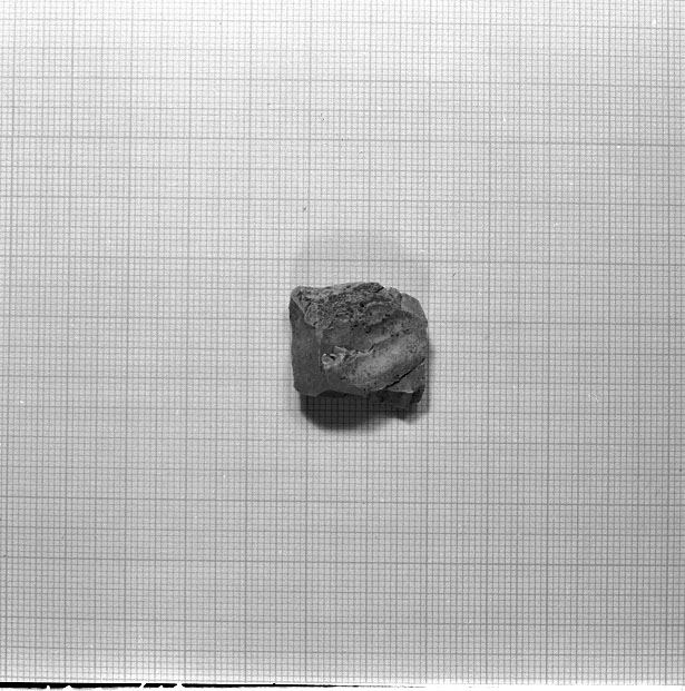 nucleo