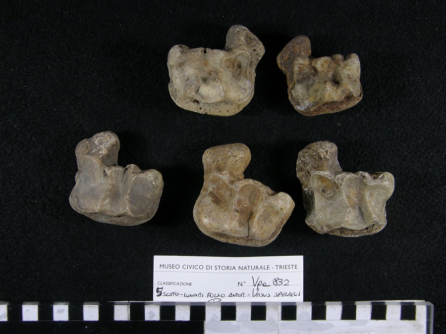 Orso delle caverne