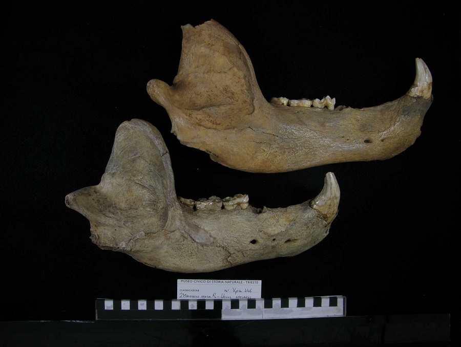 Orso delle caverne