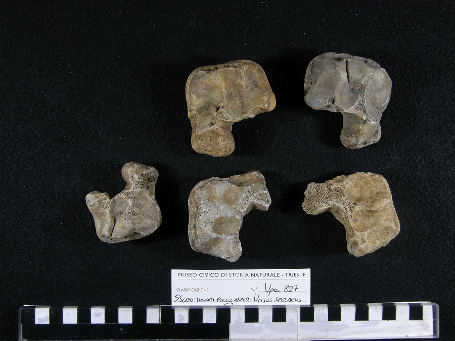 Orso delle caverne