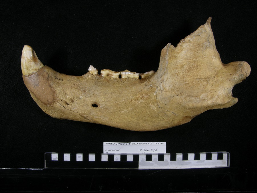 Orso delle caverne