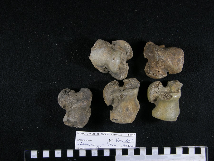 Orso delle caverne