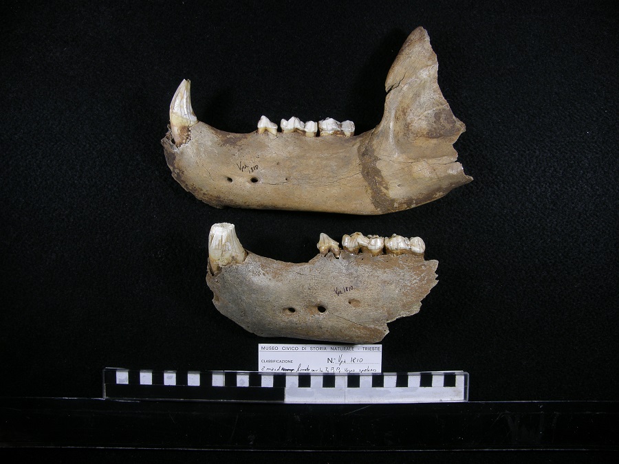 Orso delle caverne