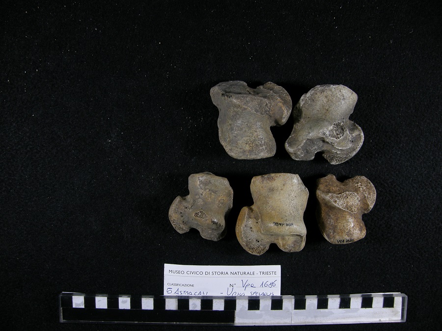 Orso delle caverne