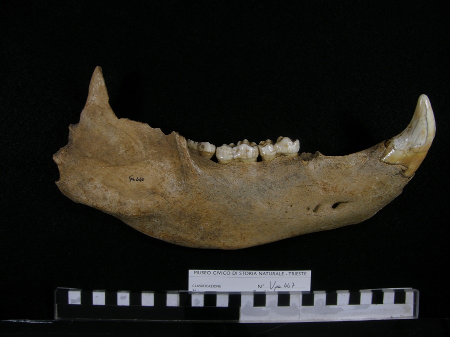 Orso delle caverne