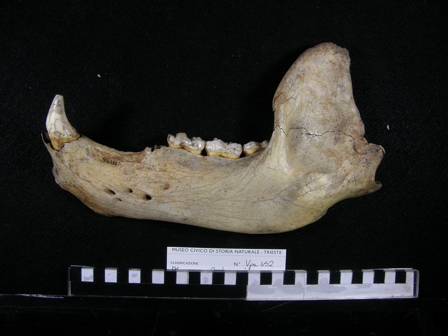 Orso delle caverne