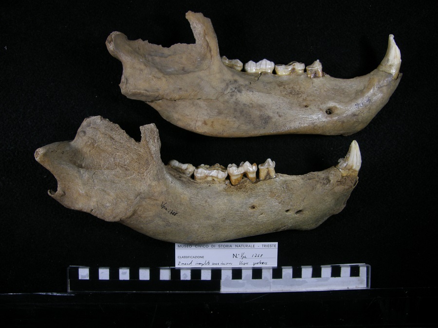 Orso delle caverne