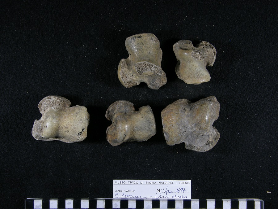 Orso delle caverne