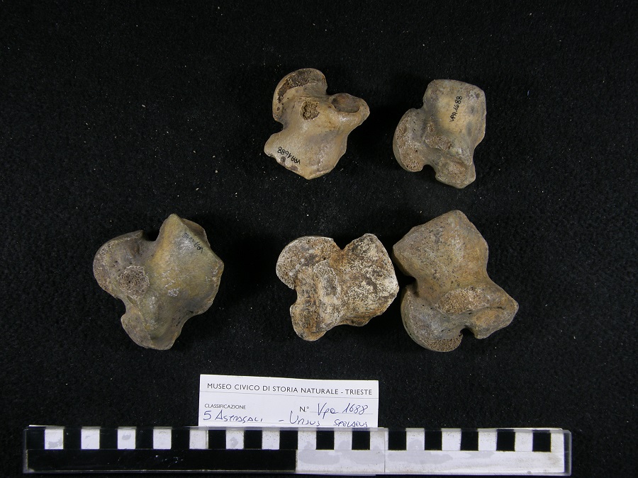 Orso delle caverne