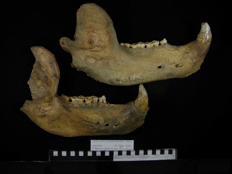 Orso delle caverne