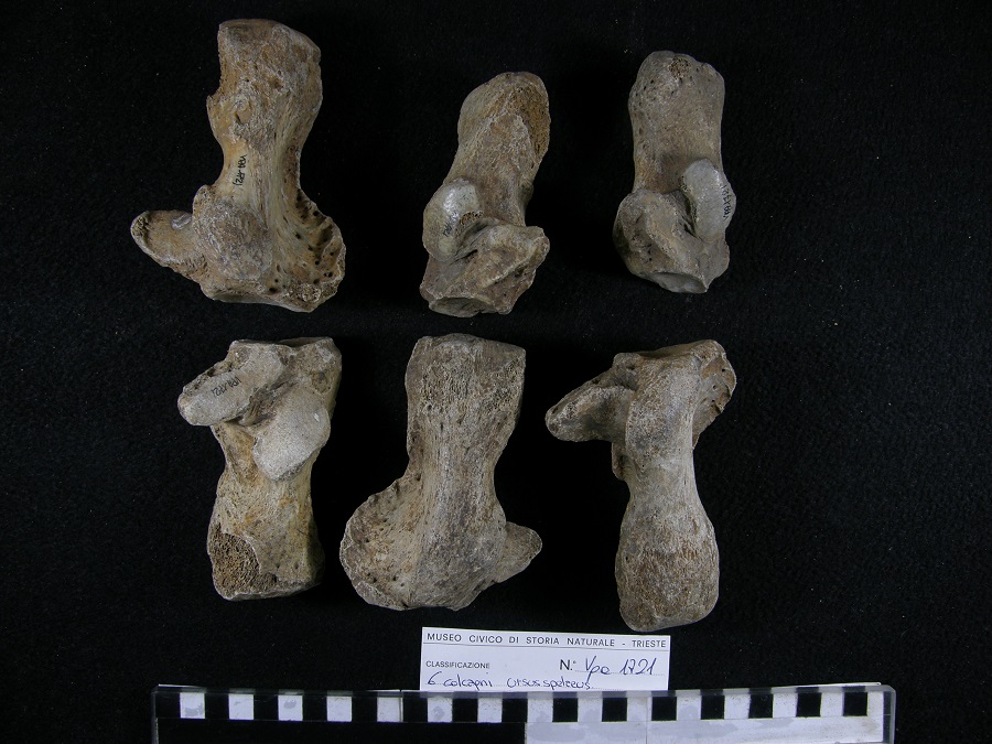 Orso delle caverne