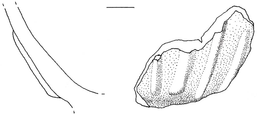 olla/ frammento