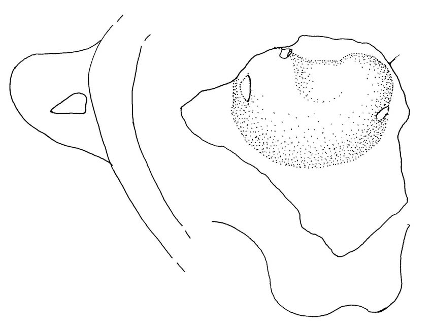 recipiente/ ansa, tubolare