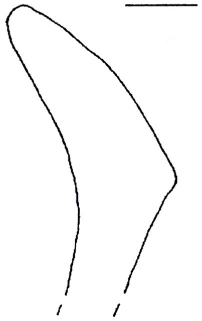 olla/ frammento