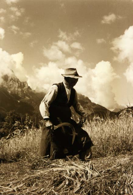 Lo sfalcio della segale