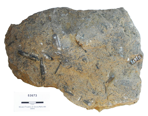 Collezione Rosenfeld