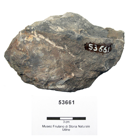 Collezione Rosenfeld