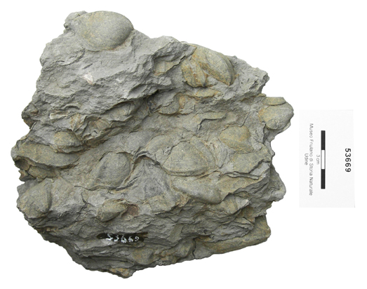 Collezione Rosenfeld